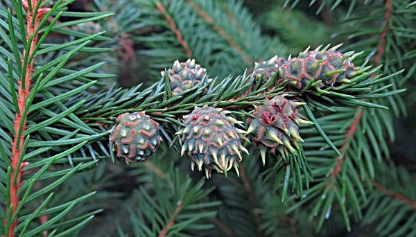 H&aacute;lky způsoben&eacute; korovnicemi