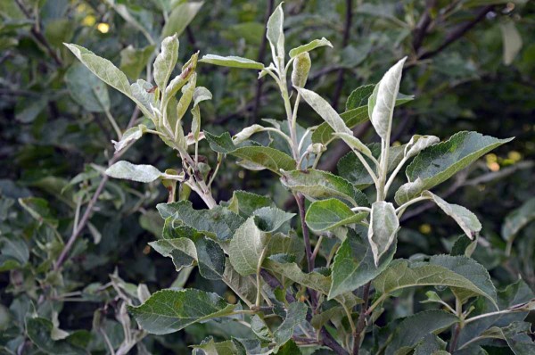 Padl&iacute; jabloně - napaden&eacute; vrcholky letorostů