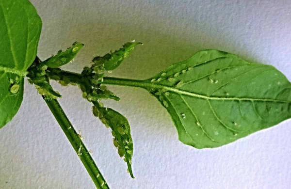 Mšice na paprice Mšice na paprice