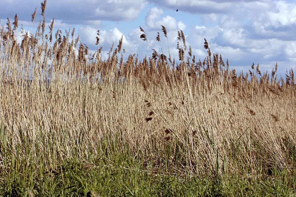 Porost r&aacute;kosu obecn&eacute;ho