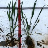 4 stimulačně-v&yacute;živov&eacute; tipy pro optimalizaci porostu