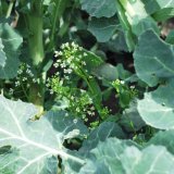 Hustota porostu řepky ozim&eacute; a&nbsp;regulace zaplevelen&iacute;