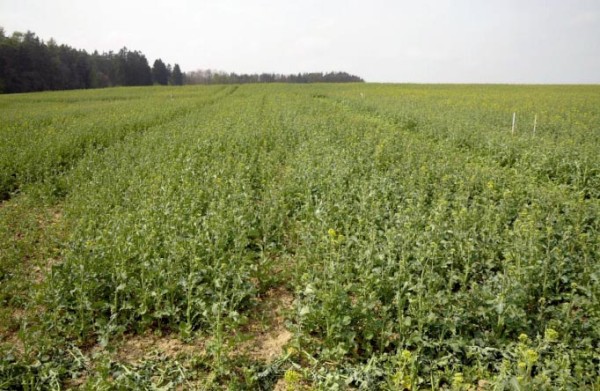 Porost řepky ve variantě s&nbsp;orbou, rok 2019 (f&aacute;ze butonizace)