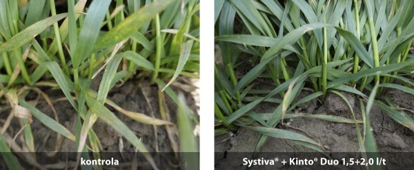 Obr. 1: Porovnání napadení pšenice braničnatkou pšeničnou (ZVÚ Kroměříž, 10. 4. 2018, odrůda Avenue) Obr. 1: Porovnání napadení pšenice braničnatkou pšeničnou (ZVÚ Kroměříž, 10. 4. 2018, odrůda Avenue)