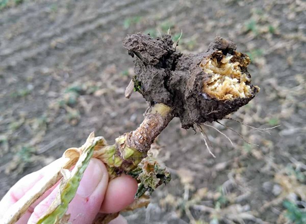 Obr. 4: Rozpadající se nádory způsobené patogenem P. brassicae na kořenech náchylné odrůdy, do půdy se uvolňují miliardy spor patogena, jaro 2018, Valdice Obr. 4: Rozpadající se nádory způsobené patogenem P. brassicae na kořenech náchylné odrůdy, do půdy se uvolňují miliardy spor patogena, jaro 2018, Valdice