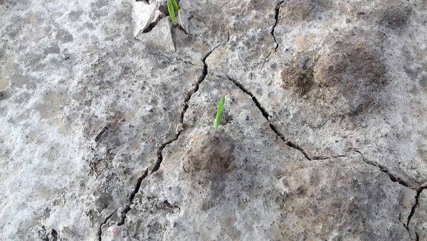 Obr. 1: Půdn&iacute; &scaron;kraloup po&nbsp;zaset&iacute; jarn&iacute;ho ječmene (2019)