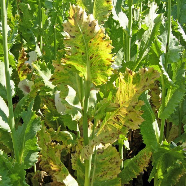 Pleosporová hnědá skvrnitost máku Pleosporová hnědá skvrnitost máku