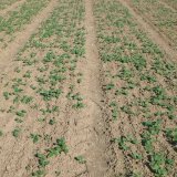 Poln&iacute; vzch&aacute;zivosti řepky i&nbsp;v&yacute;nosy lze zv&yacute;&scaron;it stimulac&iacute; osiva