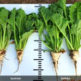 Galleko&reg; technol&oacute;gia v&nbsp;okopanin&aacute;ch