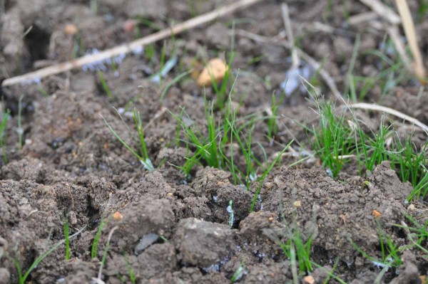 Vzch&aacute;zej&iacute;c&iacute; mrvka my&scaron;&iacute; oc&aacute;sek na podzim