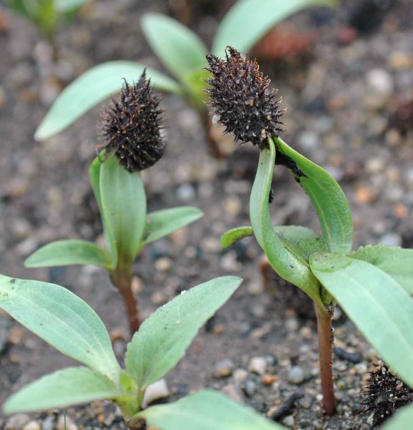 Masov&eacute; vzch&aacute;zen&iacute; řepně polabsk&eacute; po povodn&iacute;ch