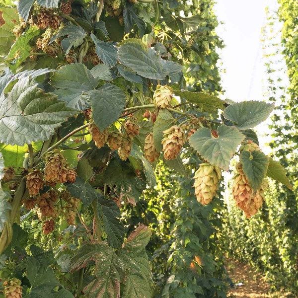 Obr. 3: Napaden&eacute; hl&aacute;vky P. humuli, odrůda Premiant