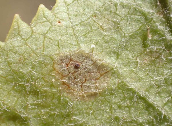 Vaj&iacute;čko podkopn&iacute;čka spir&aacute;lov&eacute;ho na spodn&iacute; straně listu
