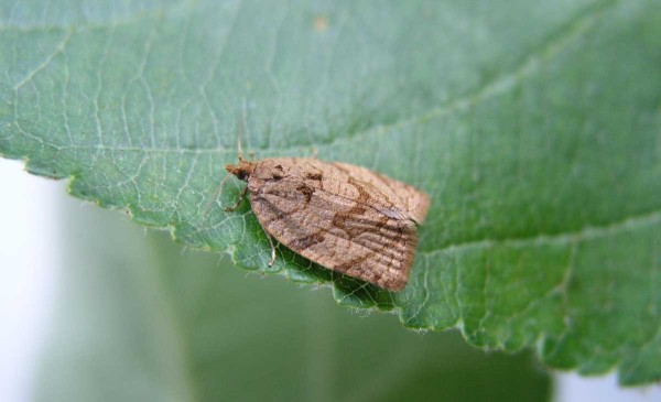 Obaleč zimolezový Obaleč zimolezový