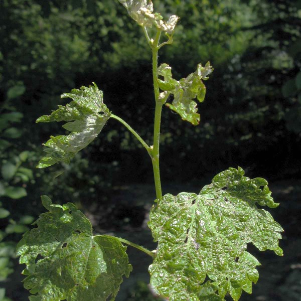 Kadeřavost r&eacute;vy vinn&eacute; (vlnovn&iacute;k viničn&yacute;)