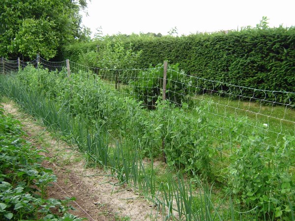Hr&aacute;&scaron;ek na&nbsp;s&iacute;ti - každ&yacute; lusk spolehlivě dozraje