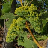 Spolehliv&eacute; způsoby ochrany vinn&eacute; r&eacute;vy