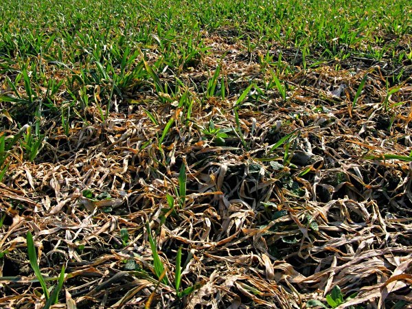 Tyfulová plísňovitost obilnin Tyfulová plísňovitost obilnin