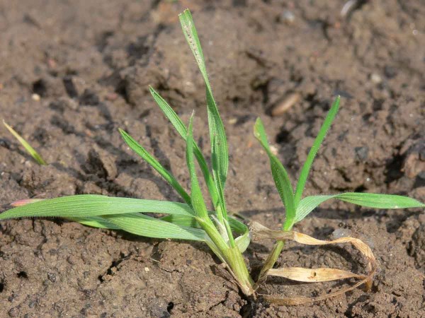 Odnožuj&uacute;ci stoklas strechov&yacute;