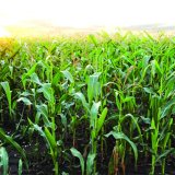 Caussade Osiva m&aacute; za sebou pět let na česk&eacute;m trhu