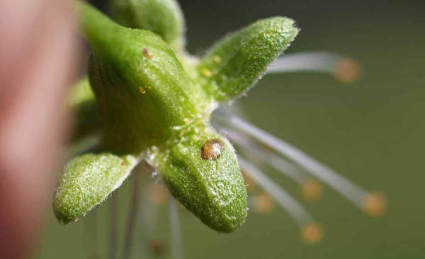 Kladení pilatek na slivoních prozrazuje puchýřek naspodu kališních lístků Kladení pilatek na slivoních prozrazuje puchýřek naspodu kališních lístků