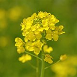 Rezistence &scaron;kůdců řepky vůči insekticidům v&nbsp;Česk&eacute; republice a&nbsp;na Slovensku