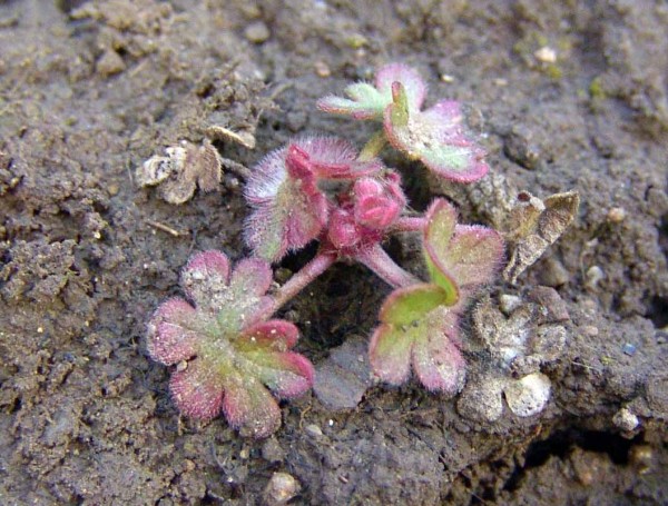 Obr. 3: Pokud je herbicid Biplay SX (tribenuron + metsulfuron) aplikov&aacute;n na kakost maličk&yacute; v&nbsp;ran&yacute;ch růstov&yacute;ch f&aacute;z&iacute;ch vykazuje dobrou &uacute;činnost