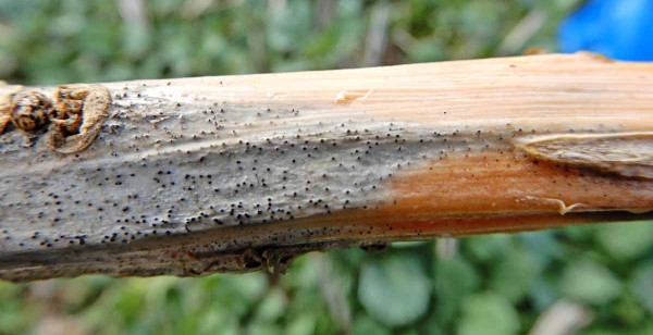Mikrosklerocia Verticillium longisporum na stonku řepky ozimé Mikrosklerocia Verticillium longisporum na stonku řepky ozimé