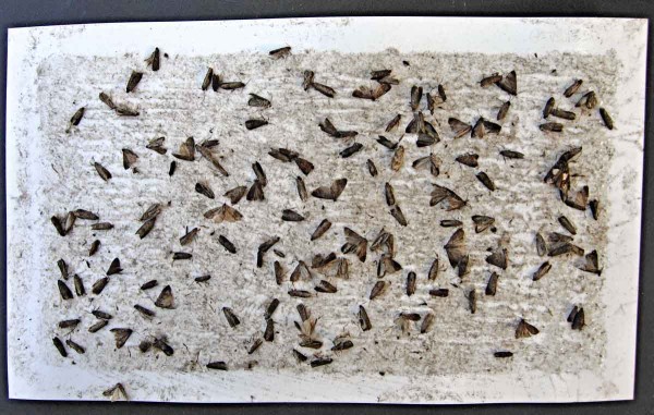 Obaleč švestkový - nálet na feromonový lapač Obaleč švestkový - nálet na feromonový lapač