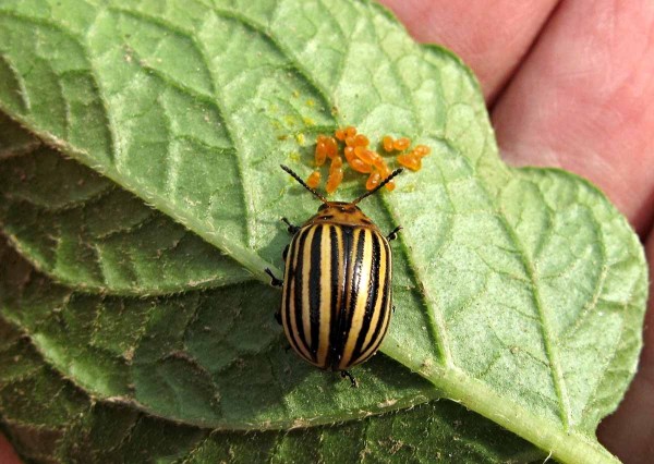 Mandelinka bramborová Mandelinka bramborová