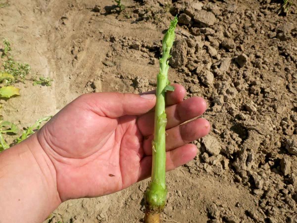 Obr. 4: Ideální fáze pro aplikaci Caramby je při délce stonku 10--15 cm Obr. 4: Ideální fáze pro aplikaci Caramby je při délce stonku 10--15 cm