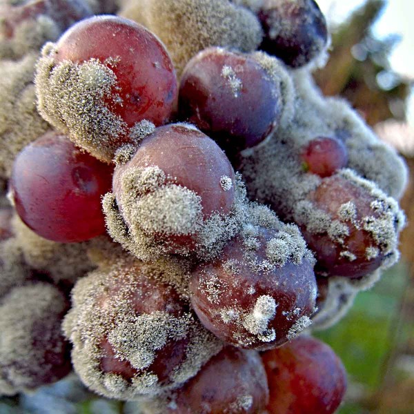 &Scaron;ed&aacute; hniloba hroznů r&eacute;vy