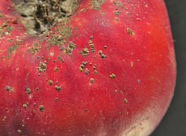 &Scaron;t&iacute;tky &scaron;t&iacute;tenky zhoubn&eacute; na jablku