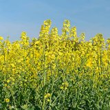 Jak jsou na tom česk&eacute; a&nbsp;slovensk&eacute; populace řepkov&yacute;ch &scaron;kůdců s&nbsp;citlivost&iacute; k&nbsp;insekticidům?