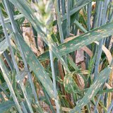 Listov&eacute; skvrnitosti na p&scaron;enici a&nbsp;ochrana proti nim