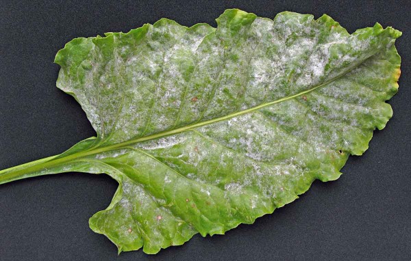 Padlí řepy Padlí řepy