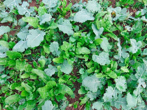 V podzimn&iacute;m obdob&iacute; dok&aacute;že pleveln&aacute; řepa ozimou řepku značně utlačovat