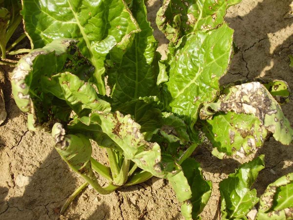 Obr. 6: Bakteri&oacute;za působen&aacute; Pseudomonas syringae na cukrovce