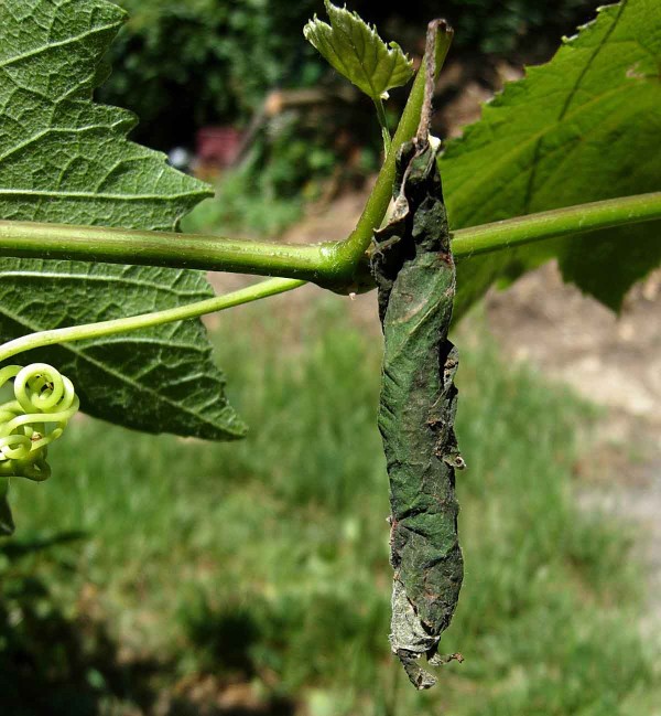 Zobonoska révová vytváří „doutník“ Zobonoska révová vytváří „doutník“