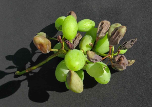 Odumírání třapiny hroznů (fyziologické ochrnutí stopek) Odumírání třapiny hroznů (fyziologické ochrnutí stopek)