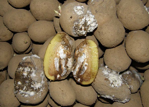 Fuzáriová hniloba bramboru Fuzáriová hniloba bramboru