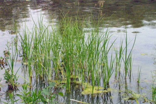 Submerzně rostouc&iacute; kamy&scaron;n&iacute;k poln&iacute;