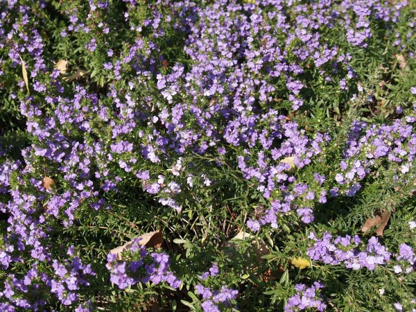 Saturejka horsk&aacute;