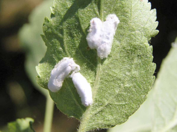 Ovivaky letn&iacute; generace červce javorov&eacute;ho