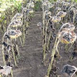 Možnosti desikace slunečnice po restrikci diquate