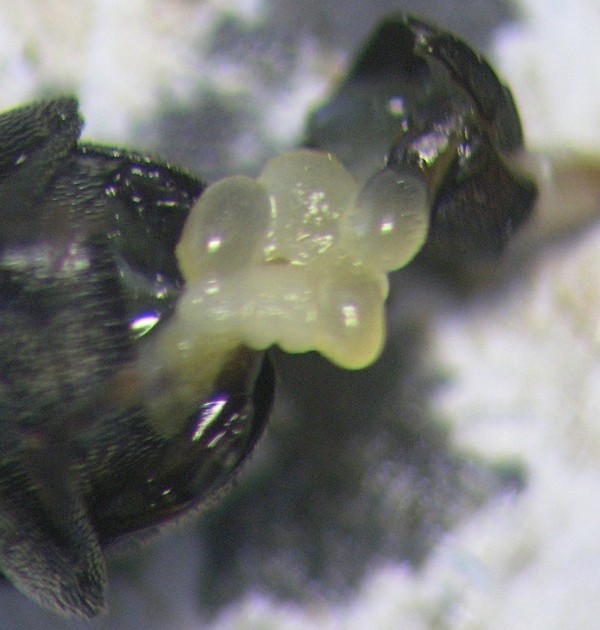 Obr. 6: Samička se zralými vajíčky Obr. 6: Samička se zralými vajíčky