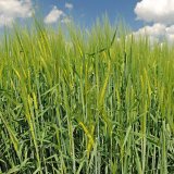 Capalo<sup>&reg;</sup> - ide&aacute;ln&iacute; ře&scaron;en&iacute; pro prvn&iacute; fungicidn&iacute; o&scaron;etřen&iacute; obilnin