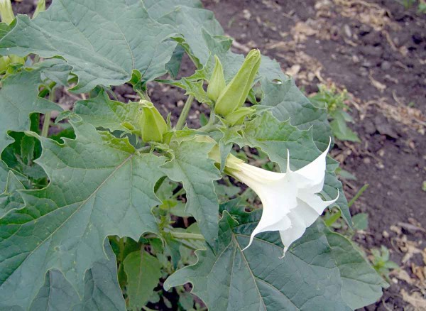 Obr. 7: Durman obecn&yacute; vzch&aacute;z&iacute; během cel&eacute; vegetace kukuřice a&nbsp;pod&iacute;l&iacute; se proto předev&scaron;&iacute;m na tzv. sekund&aacute;rn&iacute;m zaplevelen&iacute;