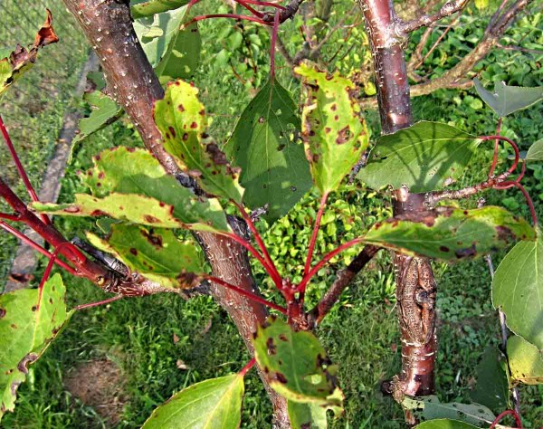 Hnědnutí listů meruňky Hnědnutí listů meruňky