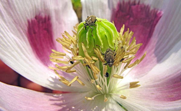 Krytonosec makovicov&yacute; - brouci